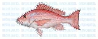 RED SNAPPER  Fish Decal  window sticker truck fishing  
