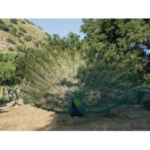  Male Peacock, Pavo Sp., Displays His Impressive Tail Feathers 