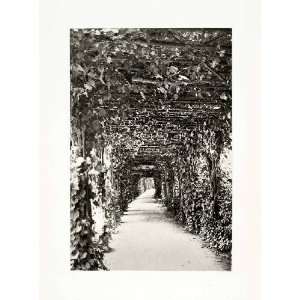 1899 Photogravure Coblentz Grape Vines Pergola Walkway Botanical Fruit 