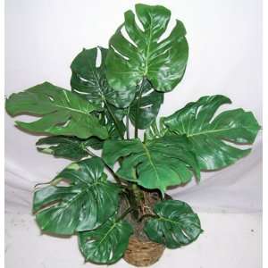  36 Double Potted Split Leaf Philodendron