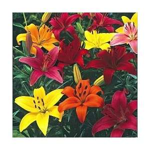 Asiatic Lilies Assorted 20 Flowers  Grocery & Gourmet Food