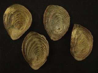 Murex Ramosuss operculum, 70 to 71mm, set of 4 pcs.  