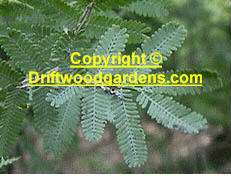 Golden Mimosa seed Acacia baileyana Tropical Seeds  