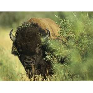 Close up View of an American Bison Covered with Grass Photographers 