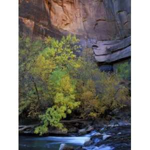  Fall Color on Virgin River, Zion National Park, Utah, USA 