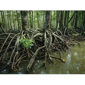  Detail of Mangrove Roots at the Waters Edge Stretched 