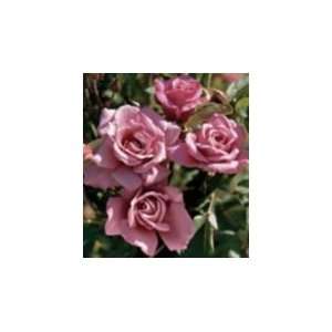  Simply Marvelous Rose Seeds Packet Patio, Lawn & Garden