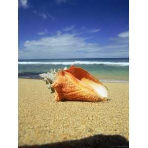  Seashell on Beach, Tobago, Caribbean Photos To Go 