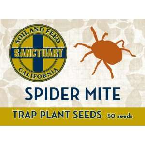  Spider Mite Trap Plant Seeds   50 Seeds Patio, Lawn 