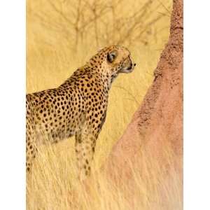 Cheetah and Termite Mound at Africat Project, Namibia Photographic 