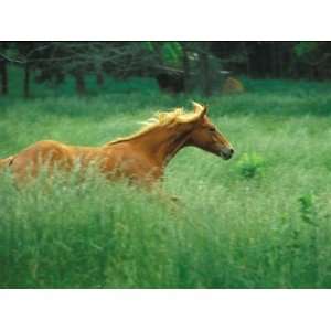  Young Stallion Runs Through a Meadow of Tall Grass 